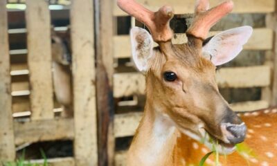Lý do sừng hươu rụng đi lại có thể mọc trở lại