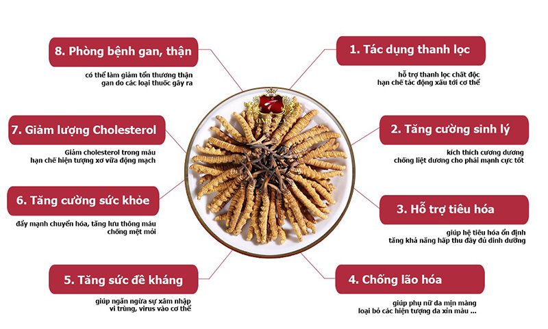 Một số công dụng của đông trùng hạ thảo tốt cho cơ thẻ