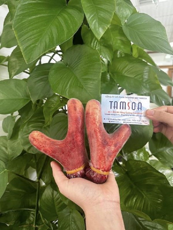 Bệnh nhân ung thư có dùng được nhung hươu hay không?