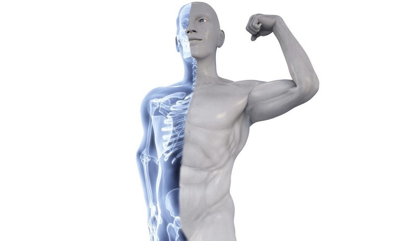Nhung hươu có tác dụng cho sức khỏe