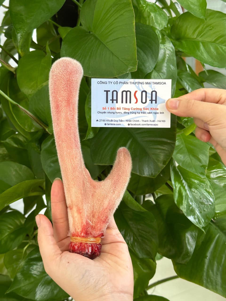 Công dụng trẻ hóa của nhung hươu Công dụng trẻ hóa của nhung hươu