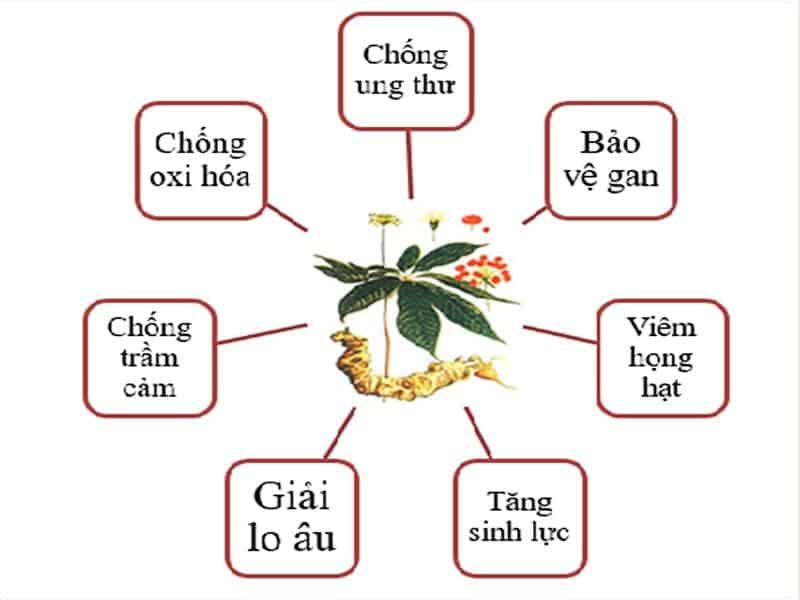 Tác dụng kỳ diệu của sâm Ngọc Linh đối với người cao tuổi Tác dụng kỳ diệu của sâm Ngọc Linh đối với người cao tuổi