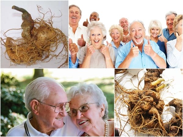 Tác dụng kỳ diệu của sâm Ngọc Linh đối với người cao tuổi Tác dụng kỳ diệu của sâm Ngọc Linh đối với người cao tuổi