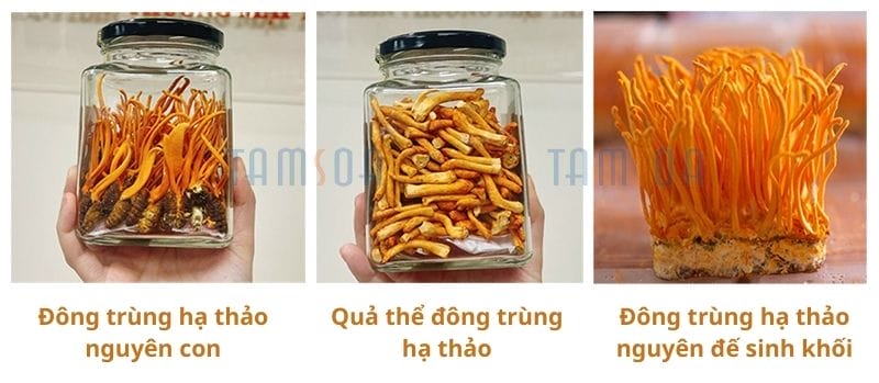 Đặc điểm nổi bật của đông trùng hạ thảo khô Tamsoa Đặc điểm nổi bật của đông trùng hạ thảo khô Tamsoa