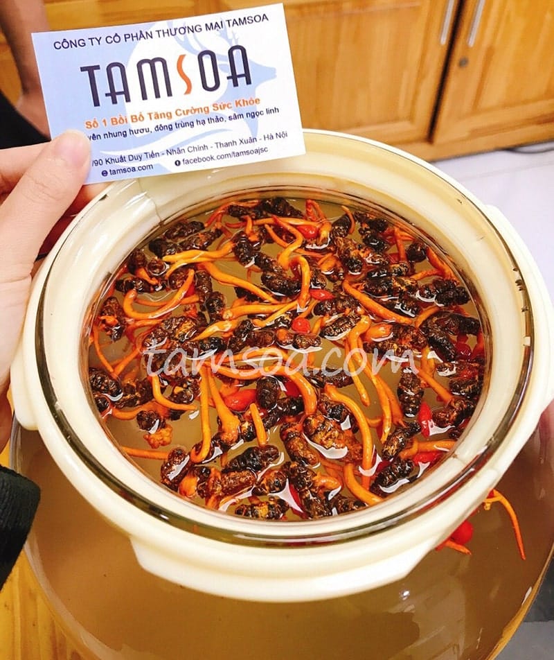 Công dụng của đông trùng hạ thảo khô Tamsoa Công dụng của đông trùng hạ thảo khô Tamsoa