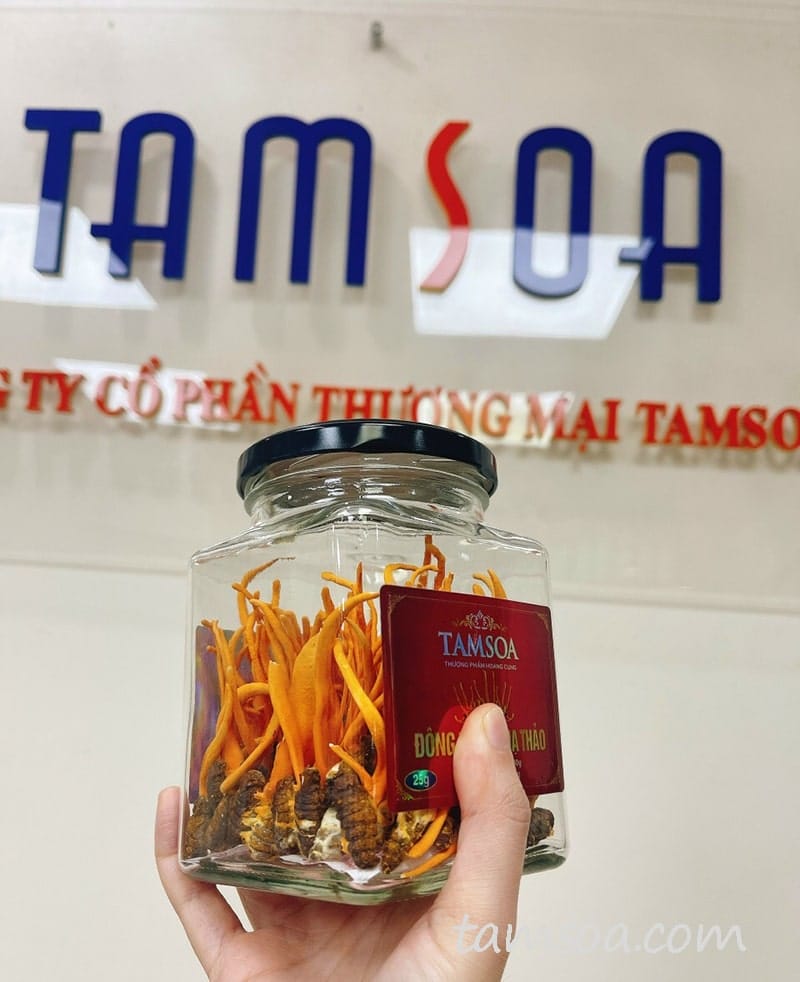 Cách sử dụng đông trùng hạ thảo khô Tamsoa Cách sử dụng đông trùng hạ thảo khô Tamsoa