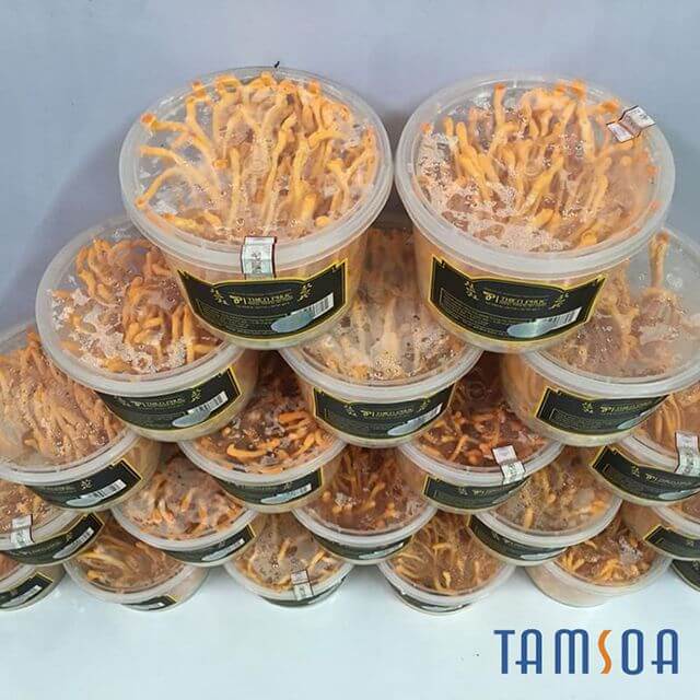 Thành phần đông trùng hạ thảo tươi Tamsoa Thành phần đông trùng hạ thảo tươi Tamsoa
