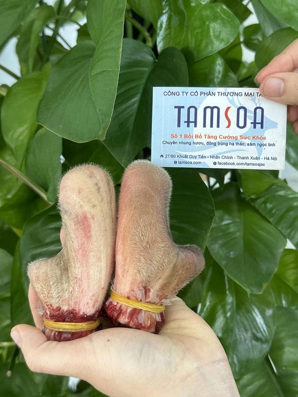 Tác dụng phụ của nhung hươu