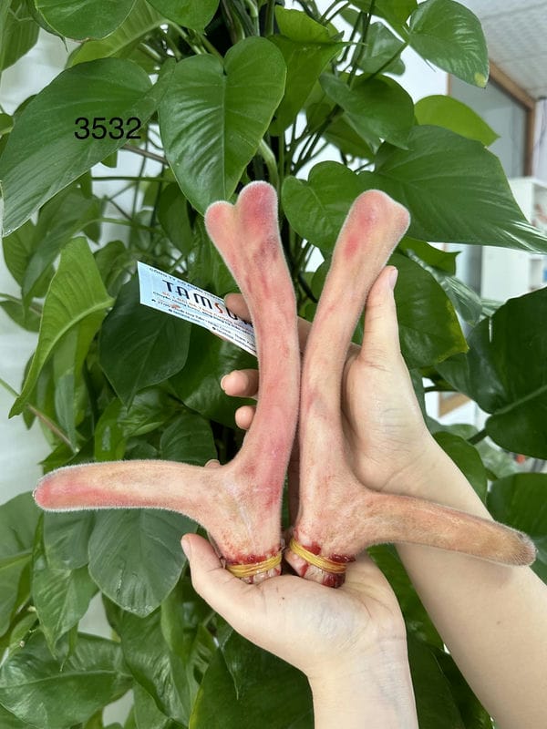 Đặc điểm của nhung hươu thật Đặc điểm của nhung hươu thật