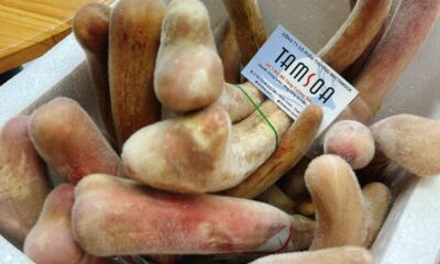 Công dụng của nhung hươu đối với người bệnh