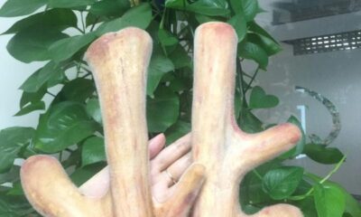 Thành phần dinh dưỡng của nhung hươu