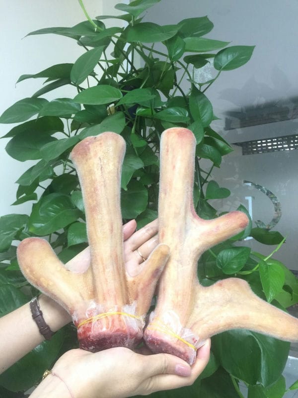 Thành phần dinh dưỡng của nhung hươu