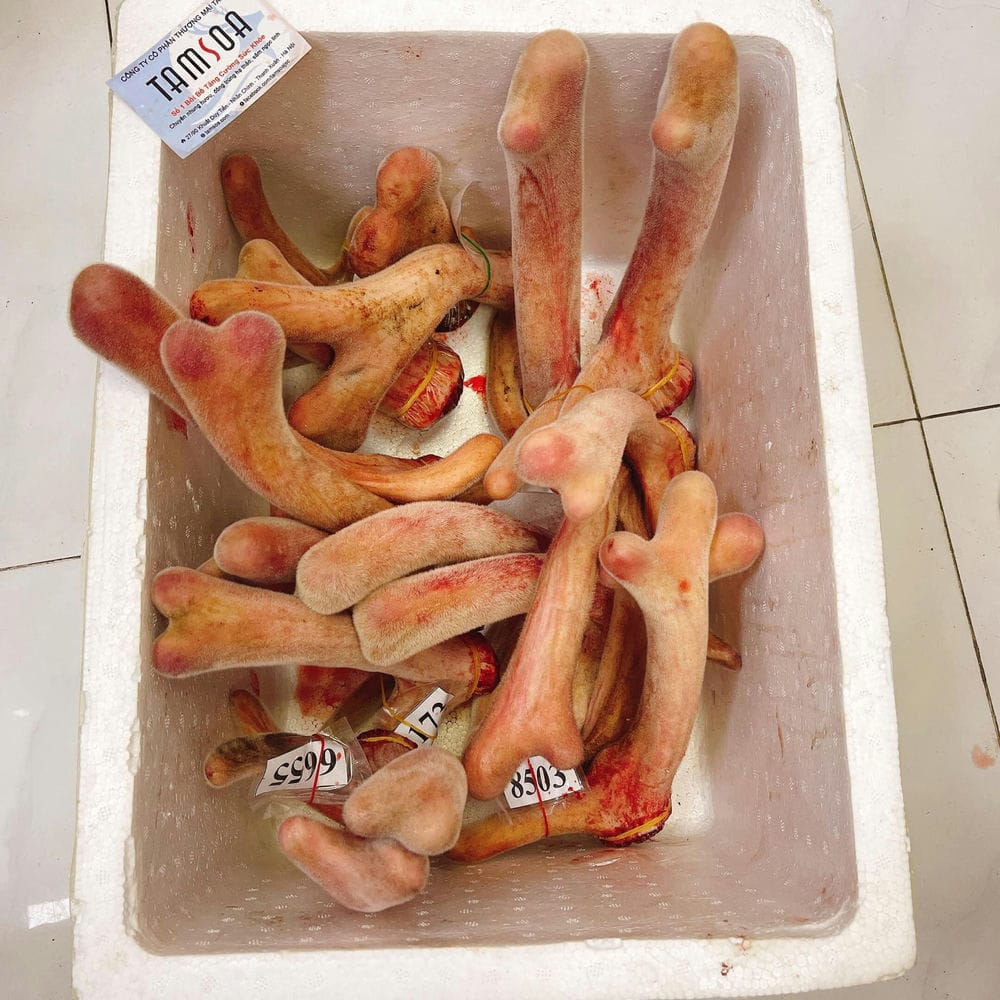 Thương hiệu nhung hươu Hương Sơn Thương hiệu nhung hươu Hương Sơn