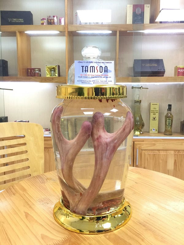 Rượu nhung hươu Cách sử dụng nhung hươu hiệu quả để tăng cường trí nhớ