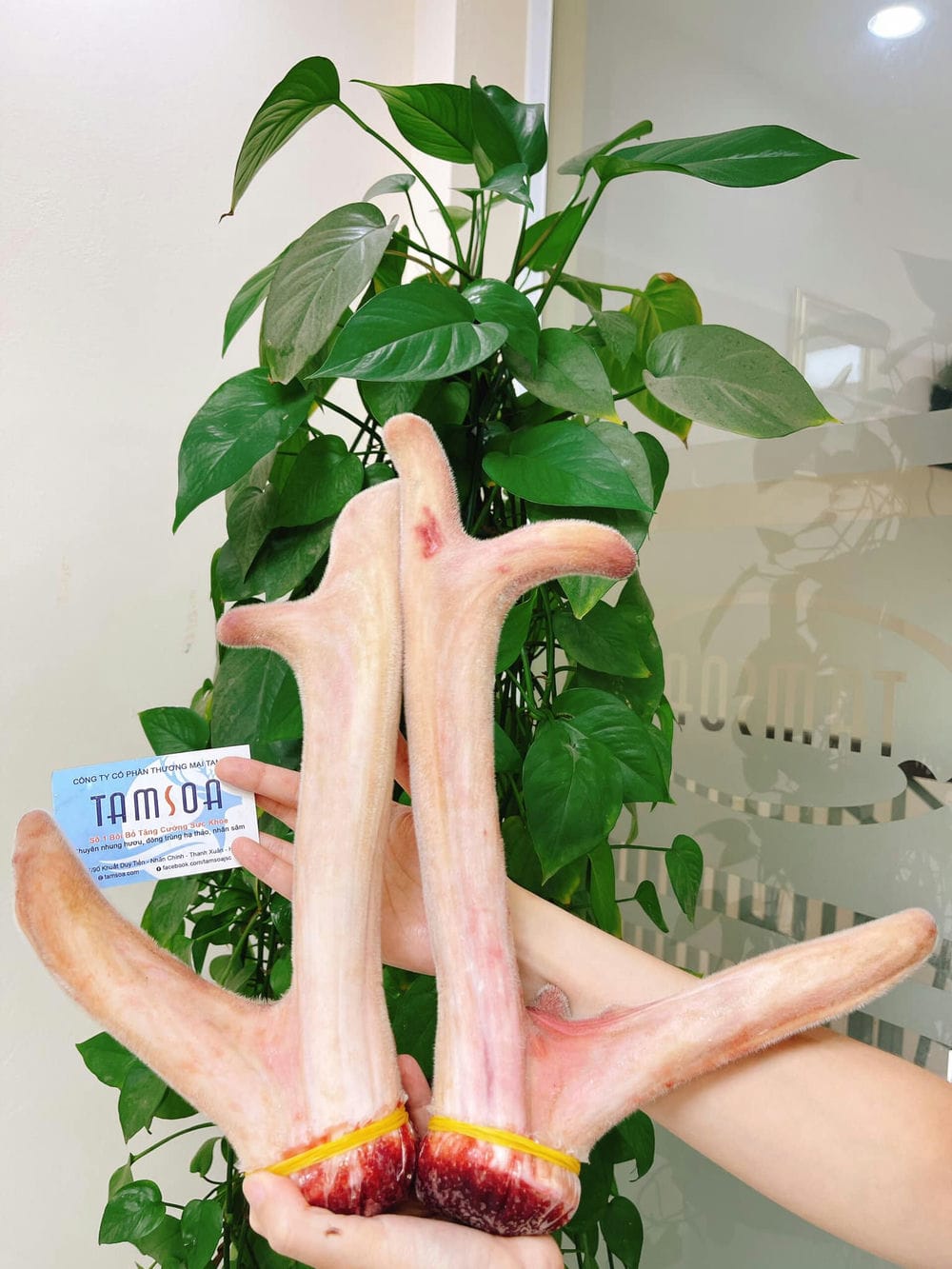 Nhung hươu nguyên cặp là gì? Nhung hươu nguyên cặp là gì?