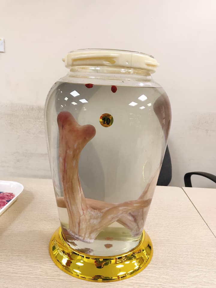 Cách ngâm rượu nhung hươu nguyên cặp Cách ngâm rượu nhung hươu nguyên cặp