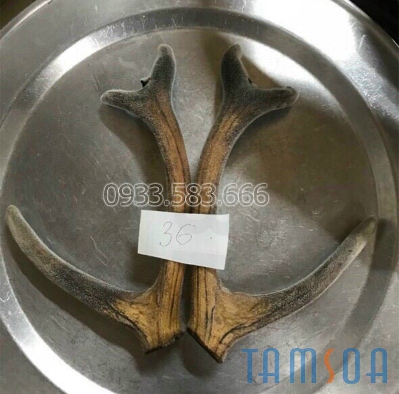 Lợi ích của rượu nhung hươu nguyên cặp Lợi ích của rượu nhung hươu nguyên cặp