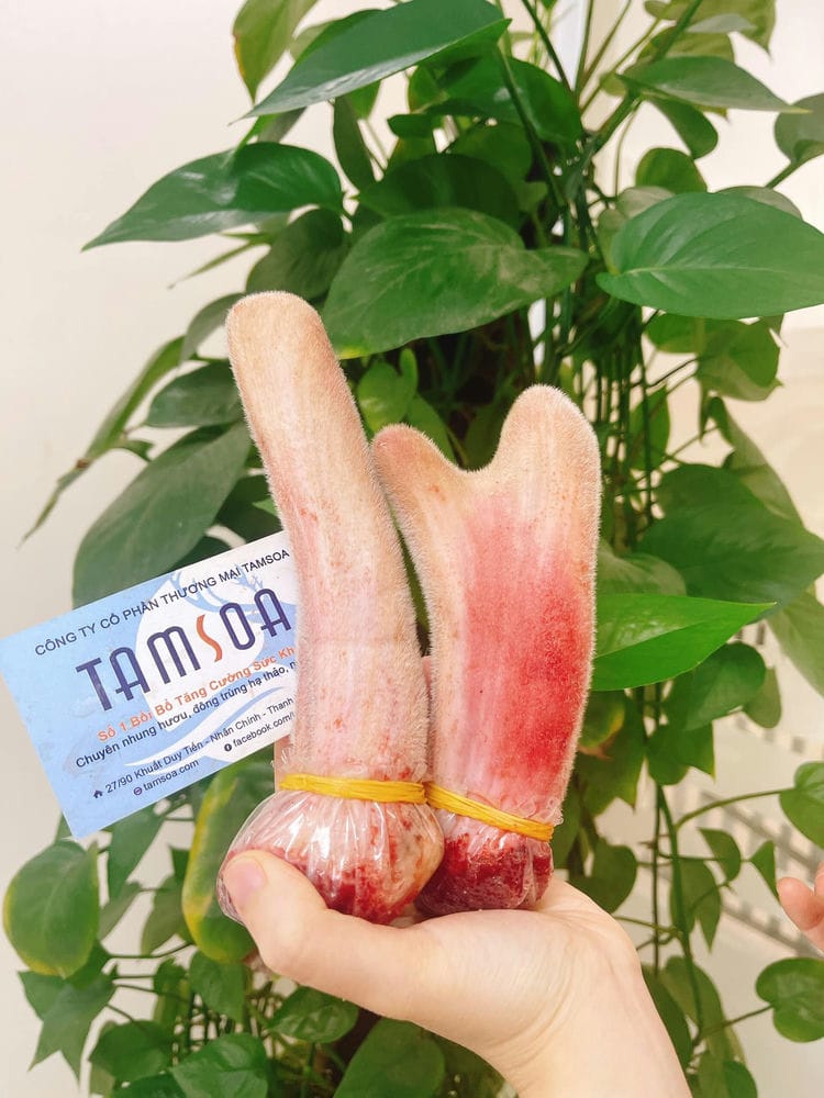 Cách sử dụng lộc nhung tươi Cách sử dụng lộc nhung tươi