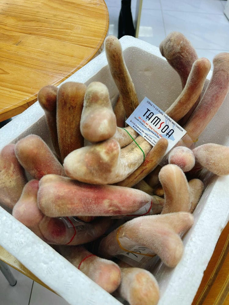 Công dụng của nhung hươu đối với người bệnh Công dụng của nhung hươu đối với người bệnh