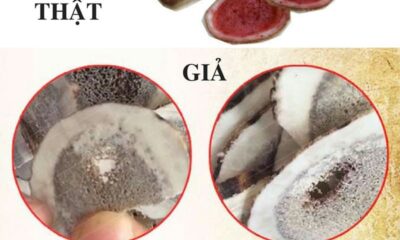Cách phân biệt nhung hươu thật và giả