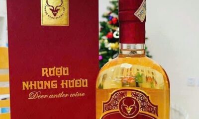 Điểm độc đáo của rượu nhung hươu Hương Sơn