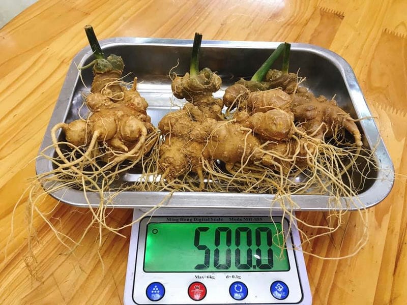 Tại sao nên chọn Tamsoa để mua sâm Ngọc Linh? Tại sao nên chọn Tamsoa để mua sâm Ngọc Linh?