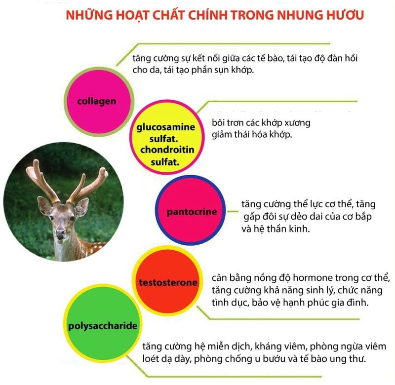 Thành phần dinh dưỡng của lộc nhung Thành phần dinh dưỡng của lộc nhung