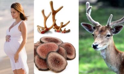 Cách sử dụng nhung hươu cho bà bầu
