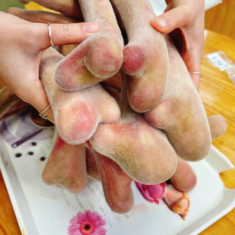 Nhung hươu giảm stress