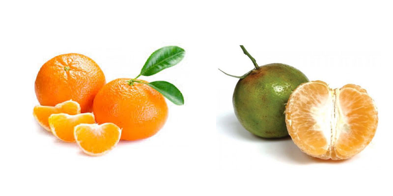 Lợi ích của cam và quýt trong việc bổ sung vitamin C Lợi ích của cam và quýt trong việc bổ sung vitamin C