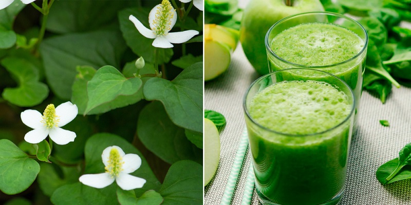 Rau diếp cá Rau diếp cá