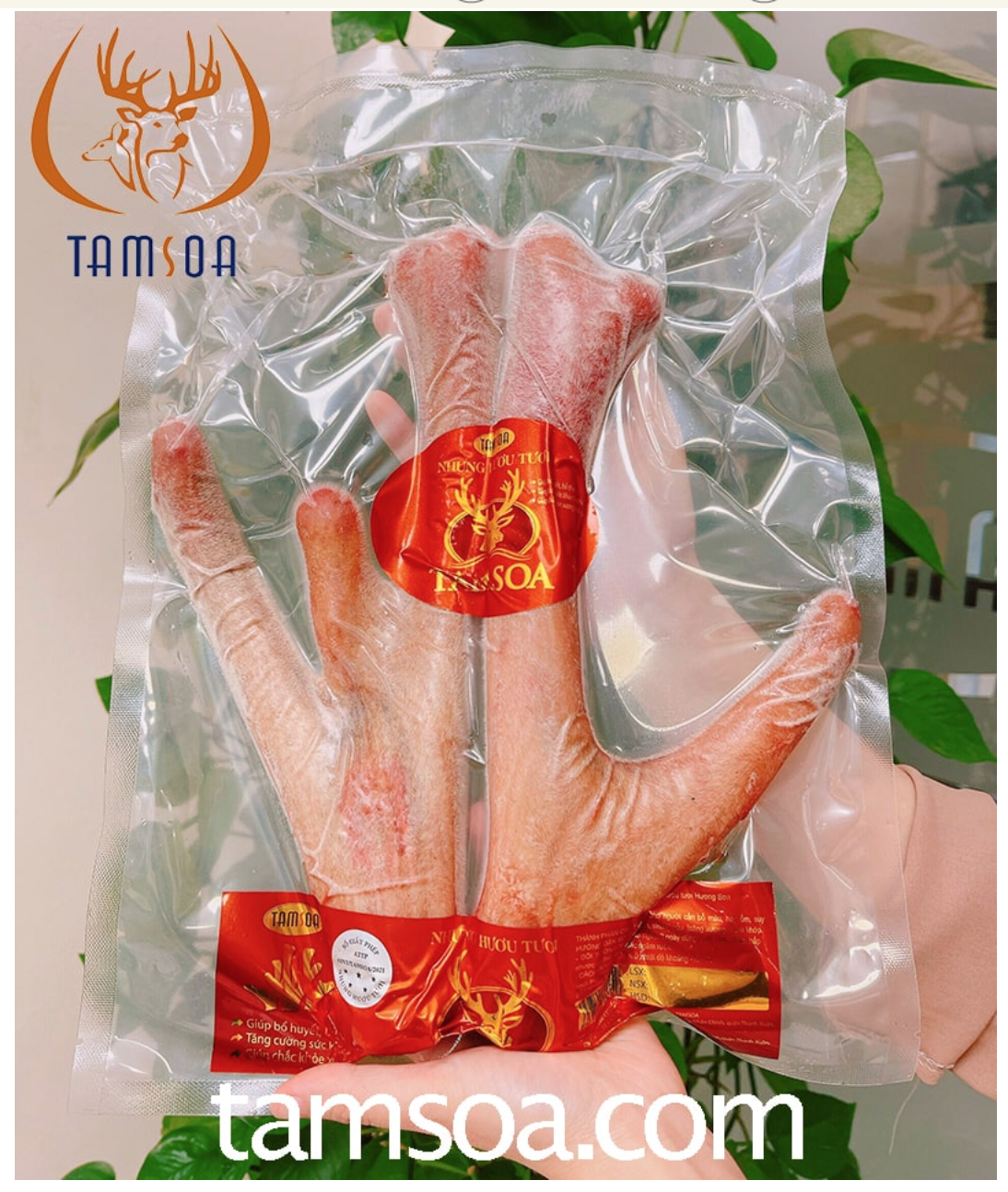 Nhung tươi nguyên chất của Tamsoa