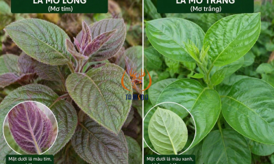 Phân biệt 2 loại lá mơ
