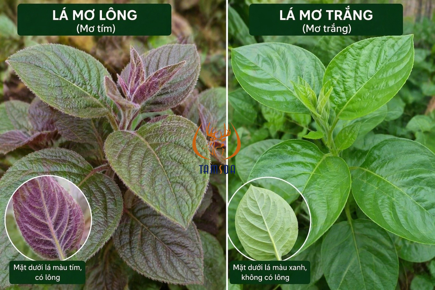 Phân biệt 2 loại lá mơ