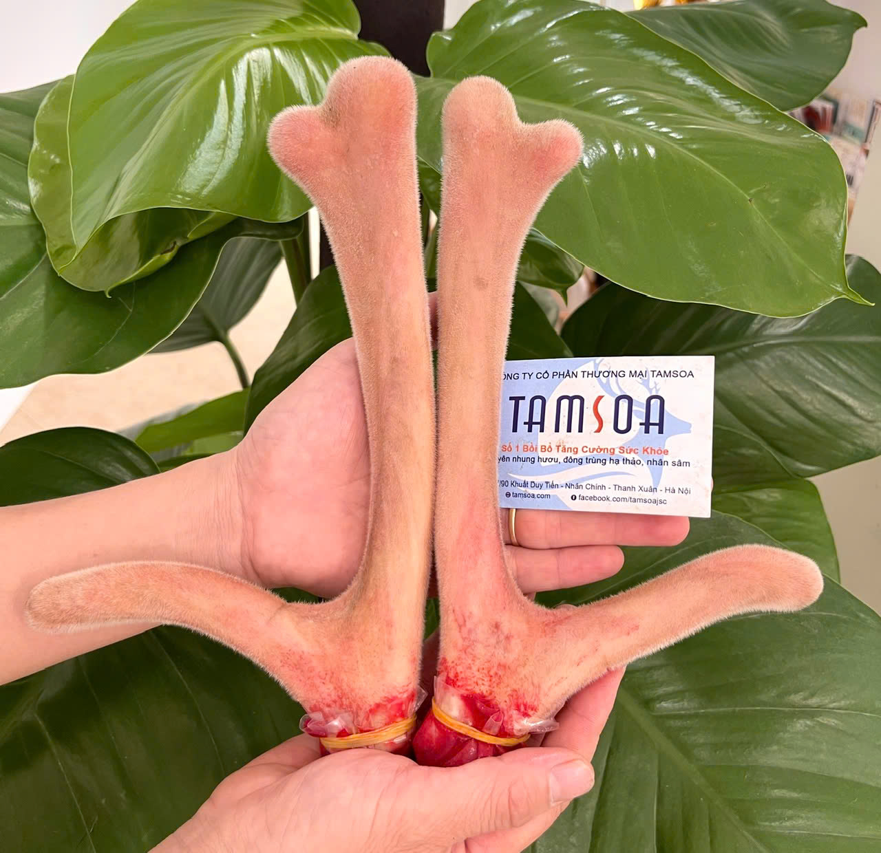Nhung hươu Tamsoa