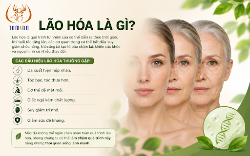 Lão Hóa Là Gì? Lão Hóa Là Gì?