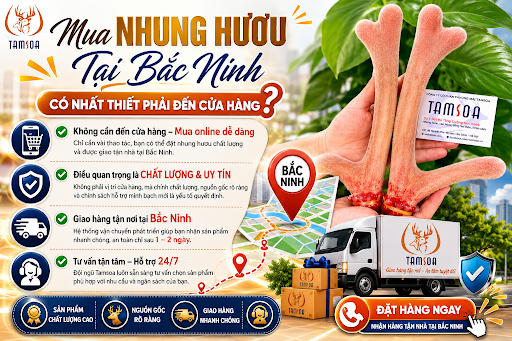 Mua Nhung Hươu Tại Bắc Ninh Có Nhất Thiết Phải Đến Cửa Hàng? Mua Nhung Hươu Tại Bắc Ninh Có Nhất Thiết Phải Đến Cửa Hàng?