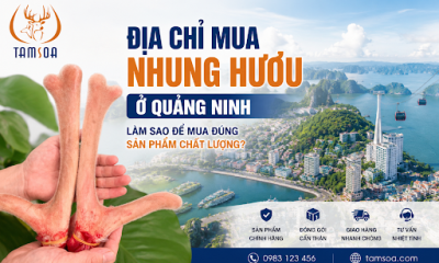 Địa Chỉ Mua Nhung Hươu Ở Quảng Ninh