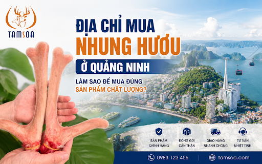 Địa Chỉ Mua Nhung Hươu Ở Quảng Ninh Địa Chỉ Mua Nhung Hươu Ở Quảng Ninh