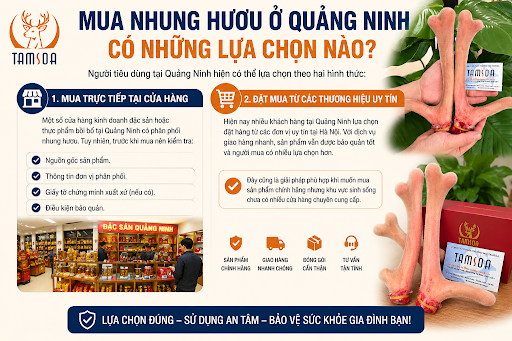 Mua Nhung Hươu Ở Quảng Ninh Có Những Lựa Chọn Nào? Mua Nhung Hươu Ở Quảng Ninh Có Những Lựa Chọn Nào?