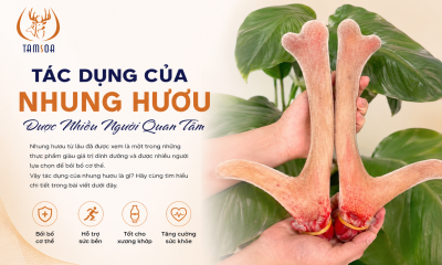 Tác Dụng Của Nhung Hươu Được Nhiều Người Quan Tâm