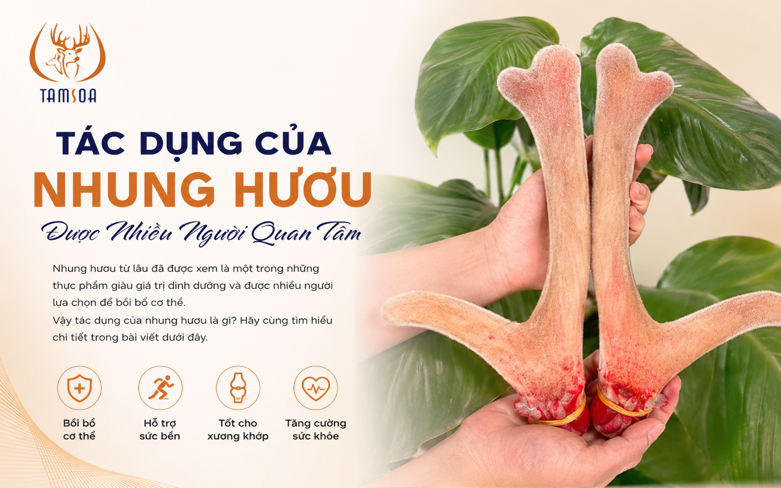 Tác Dụng Của Nhung Hươu Được Nhiều Người Quan Tâm Tác Dụng Của Nhung Hươu Được Nhiều Người Quan Tâm