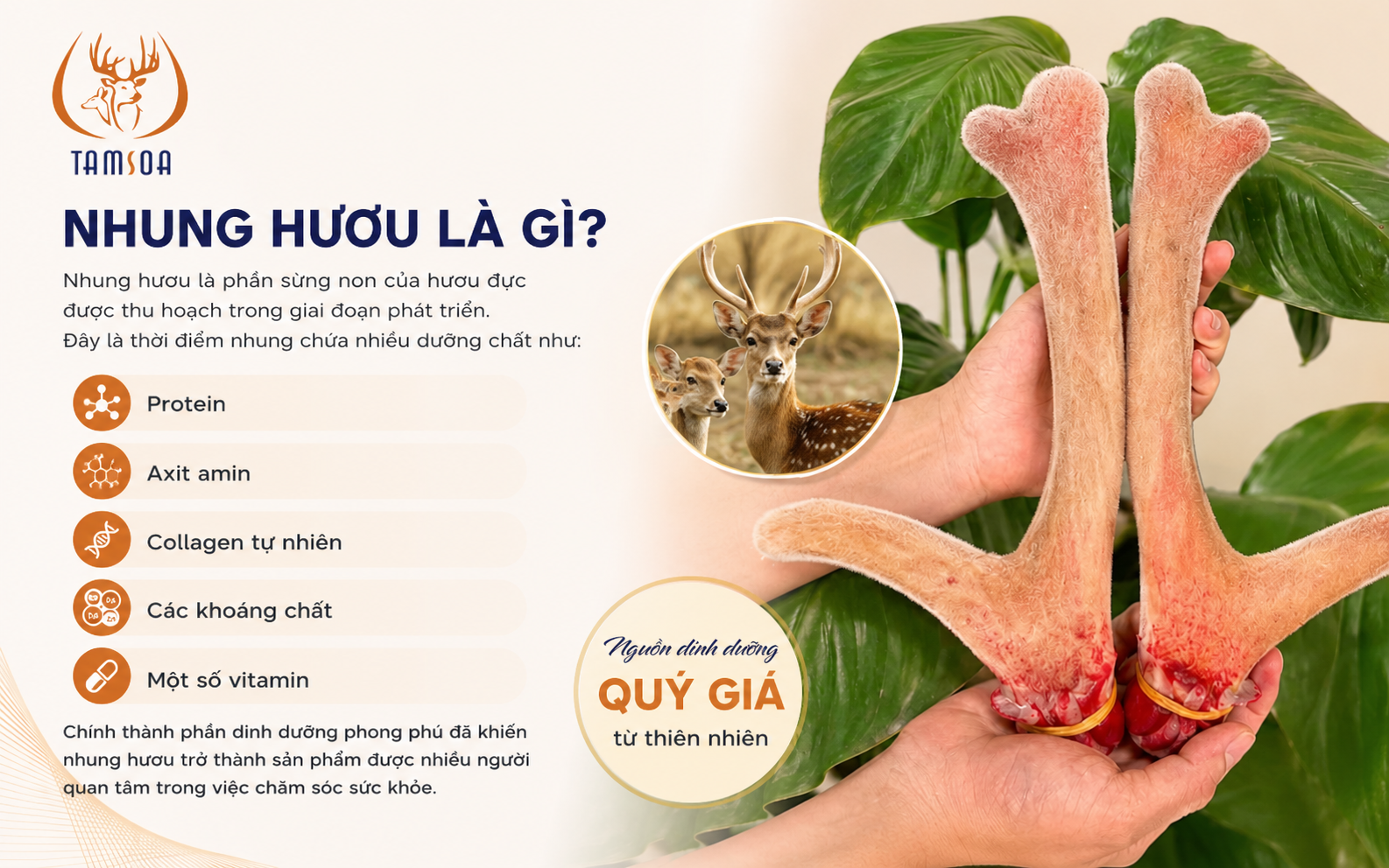 Nhung Hươu Là Gì? Nhung Hươu Là Gì?