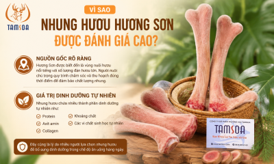 Vì Sao Nhung Hươu Hương Sơn Được Đánh Giá Cao